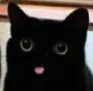 CatD CatD