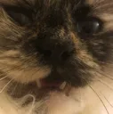 twinklewow