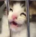 8catto Discord Emoji