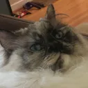 twinklebruh