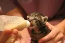 kittenbottle Discord Emoji