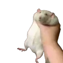 ratshake ratshake