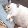 sadfat