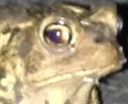 frogstare