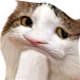catThonk