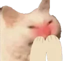 flushedCat