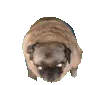 dancepug