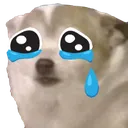 chiwasniffle