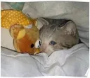 sadcatinbed