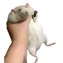 rat_gun