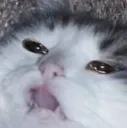 RGcatscreamandcry