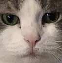 ANML_stare
