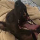 cookieScreech