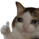 sadcat