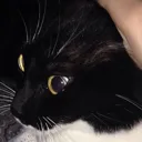 muffledlaughter