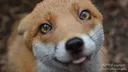 FoxMlem Discord Emoji