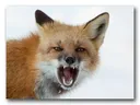 Fox Anger Discord Emoji