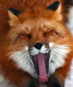 Fox Sleepy Discord Emoji