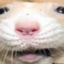 ratW ratW