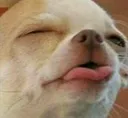 dogtongue