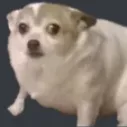 doggouhoh