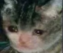 Alexsstolentears