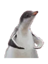 Flex