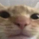 woof