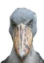 marcus Discord emoji