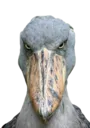 marcus marcus
