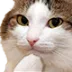 catThink