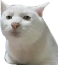CatUnemotional