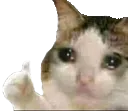 sad_cat_thumbs