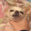 shut