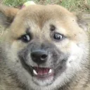dog_wah