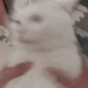 turnintocatgirlalready