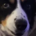 woof