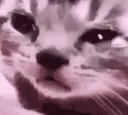 crycat