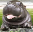 HippoHippin