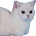 marshmallow2 marshmallow2