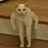 :chatbizarre2: chatbizarre2