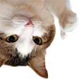 cat_down