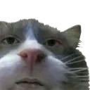 gato