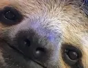 slothz slothz