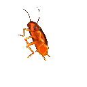 GroovyRoach