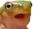 froggers