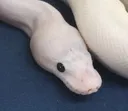 snek snek