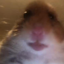 hamster