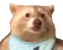 raccoonBlonde