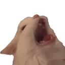 caaaaaaat caaaaaaat